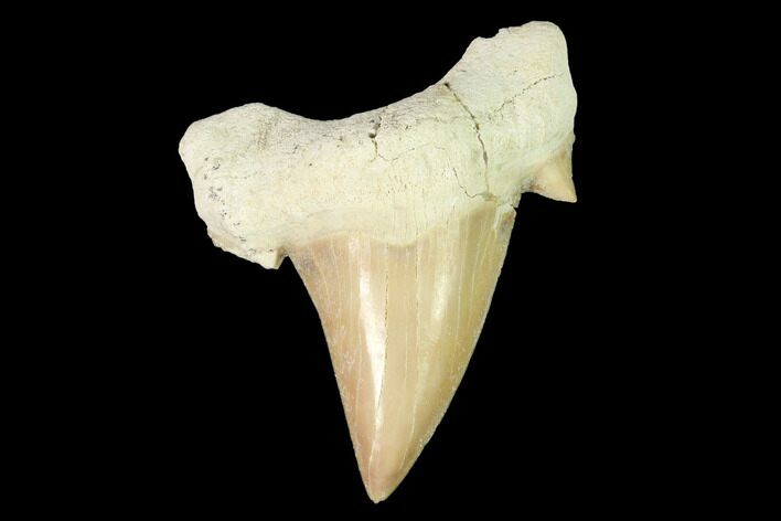 Fossil Shark Tooth (Otodus) - Morocco #143108